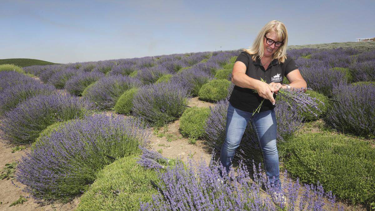 Gina Hambly demonstrates harvising lavender at Hambly Fams west of San Miguel on May 22, 2026.