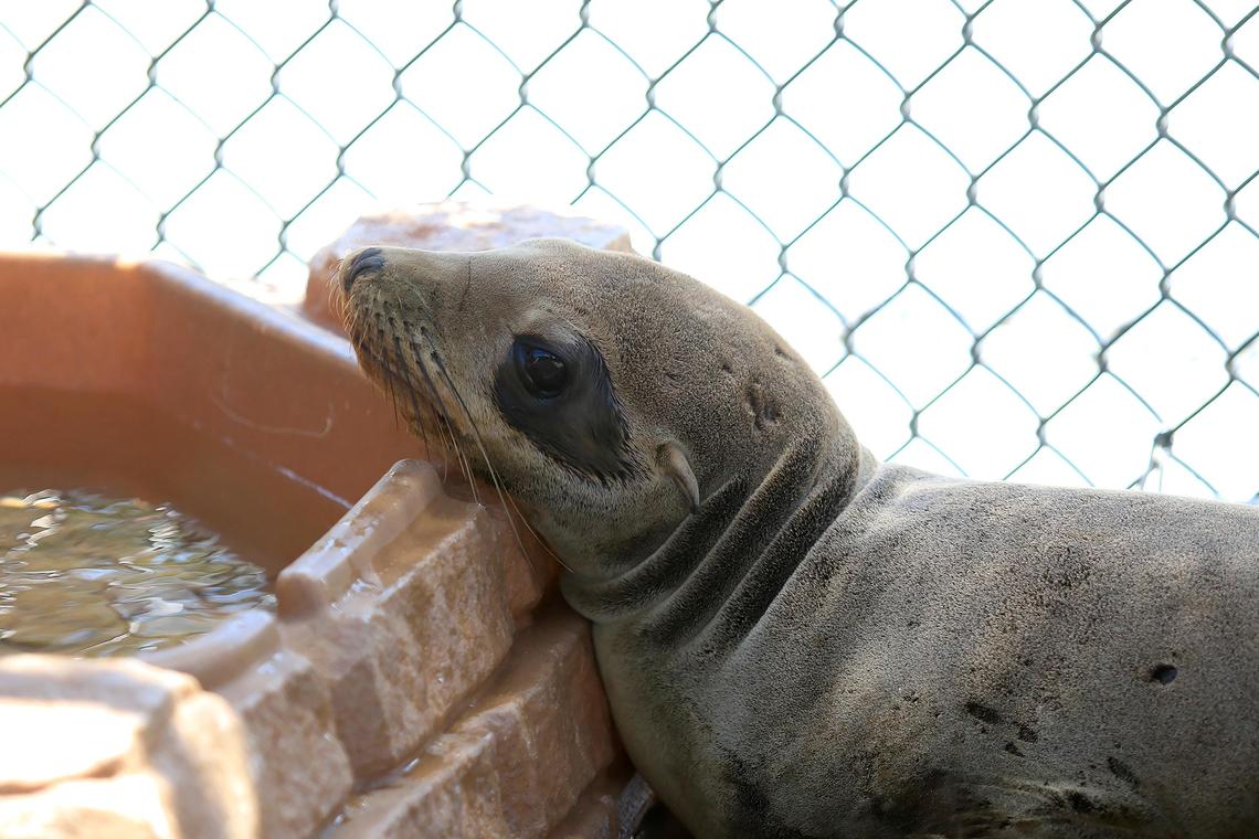 Marine Mammal Center volunteers rescued a 1-year-old dehydrated sea lion found in Avila Beach and brought it back to their Morro Bay facility. The sea lion, dubbed “Landing,” tentatively looks around the cage.