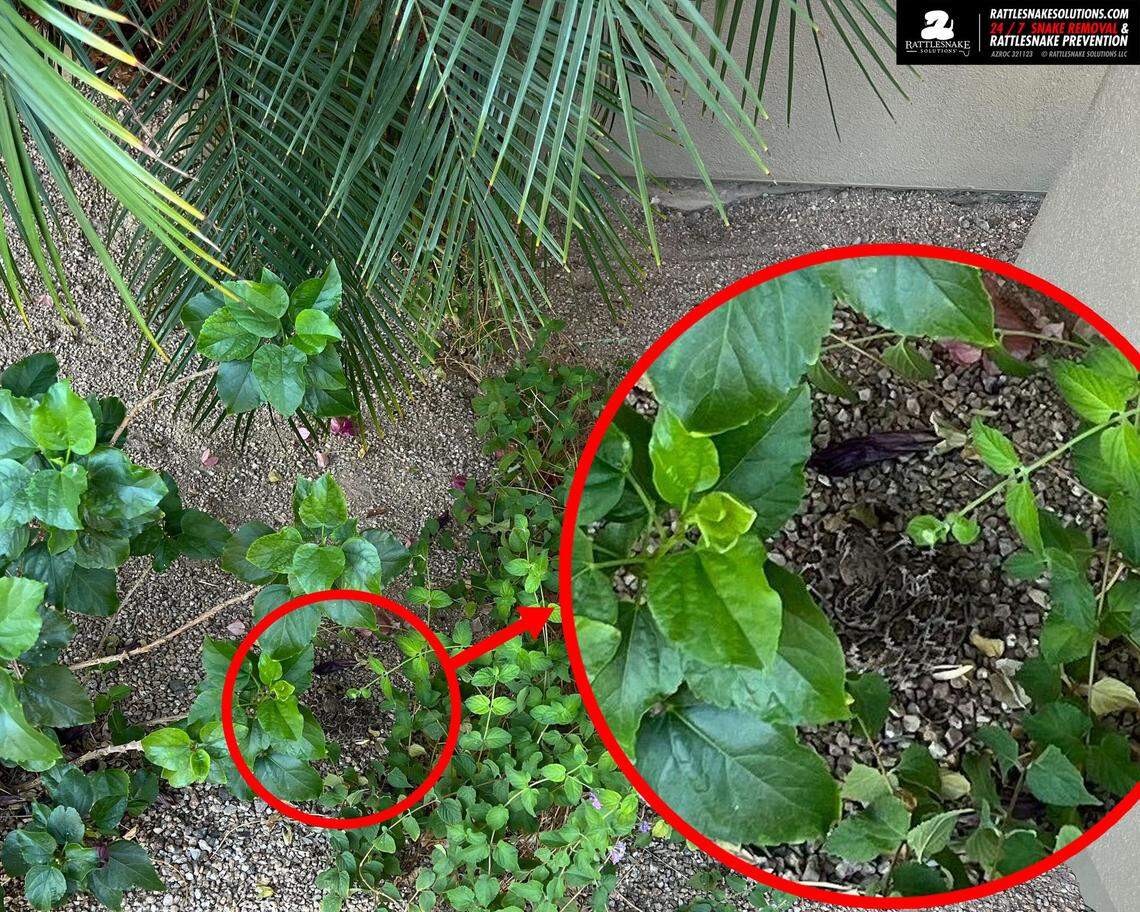 The snake was identified as a western diamondback in a Dec. 21 Facebook post.