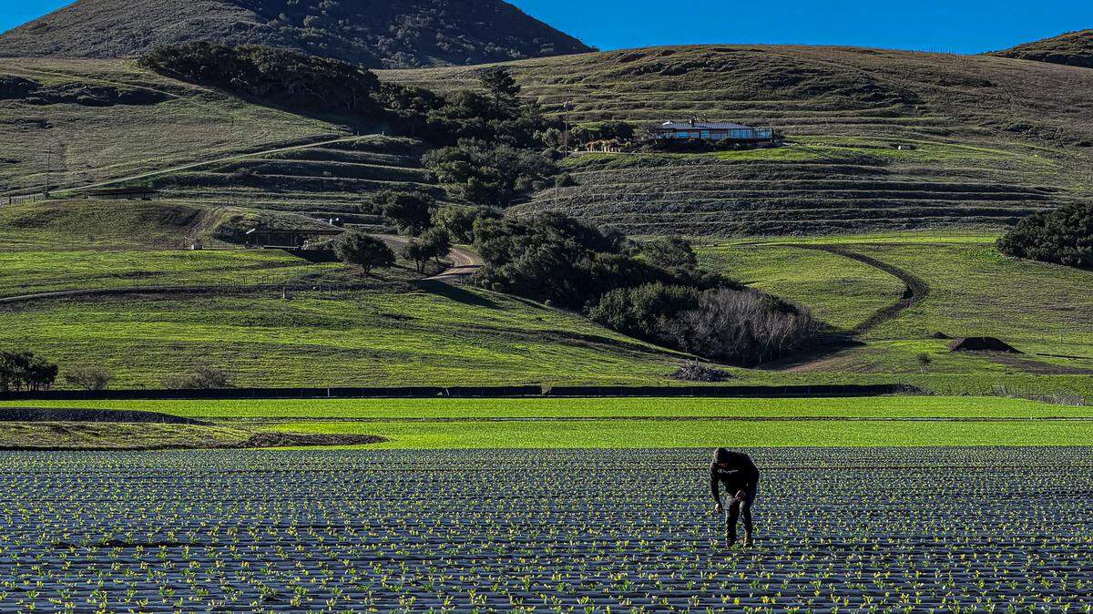 A lone farmworker scans for weeds along long rows of crops on a warm, clear December day off Los Osos Valley Road.