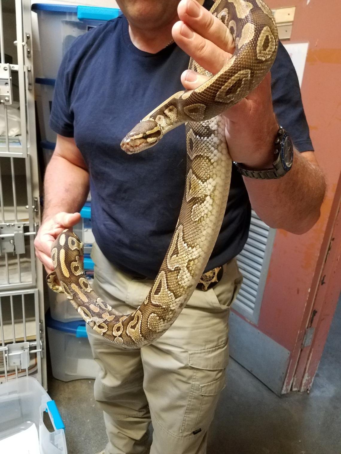 About six years ago, San Luis Obispo County Animal Services found dozens of pythons in a local storage unit. Staff at the animal shelter had to get creative on how to house and nurse the 3-foot-long snakes back to health, Animal Services manager Eric Anderson said.