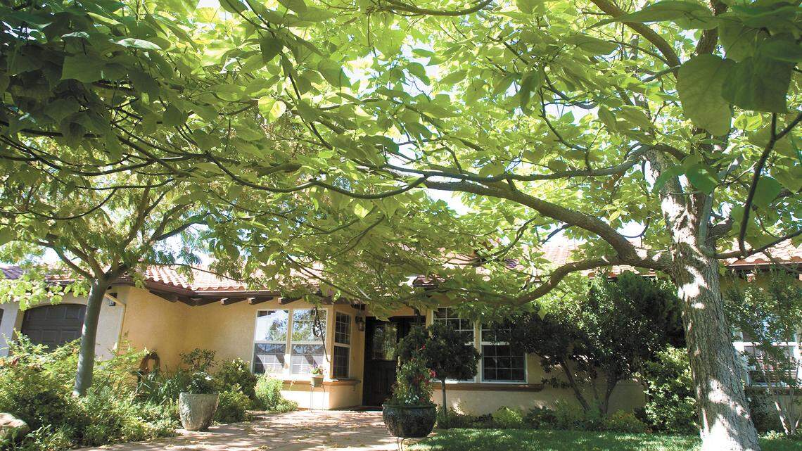 The magnificent deciduous Catalpa tree, with its large 5-inch leaves on sweeping horizontal branches, and the Mimosa silk tree on the left, gracefully shade the front of the Vickery home, creating lush garden beds below, and a cooler home.