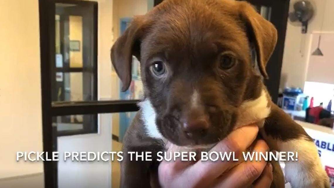 Pickle the SLO shelter puppy picks Super Bowl winner — and scores a win for himself