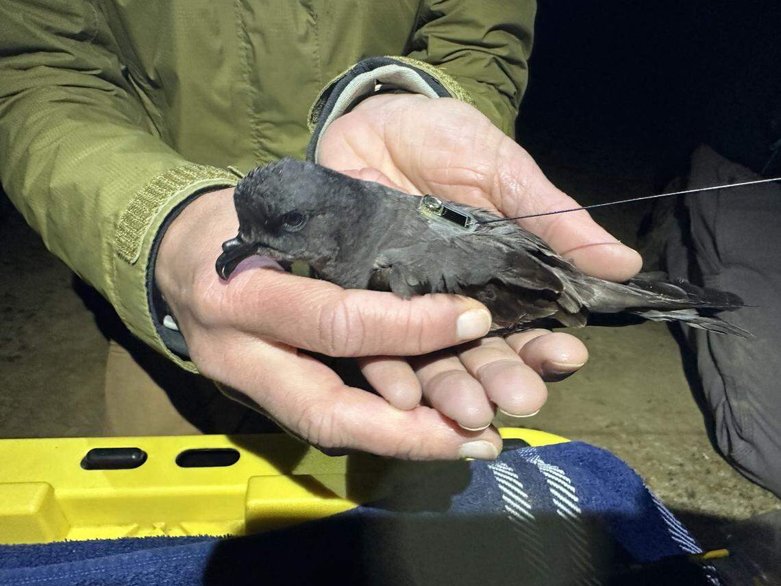 An ashy storm petrel with a Motus UHF tag on San Nicolas Island.