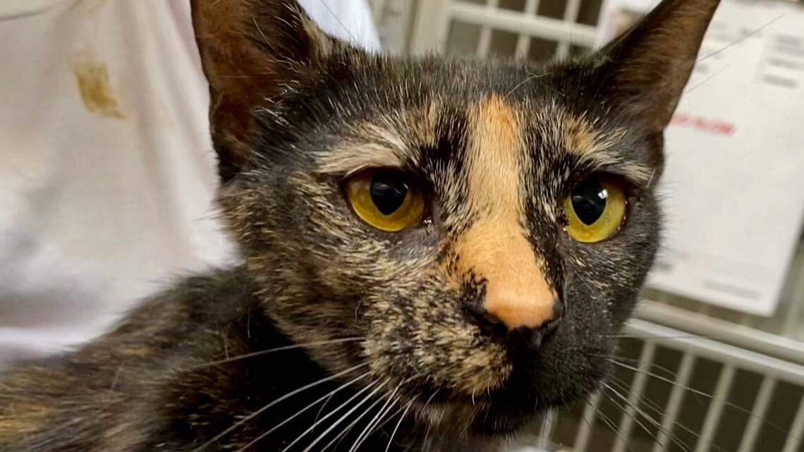 Joplin the affectionate tortoiseshell cat raised 7 kittens. Now she’s ready for a new home