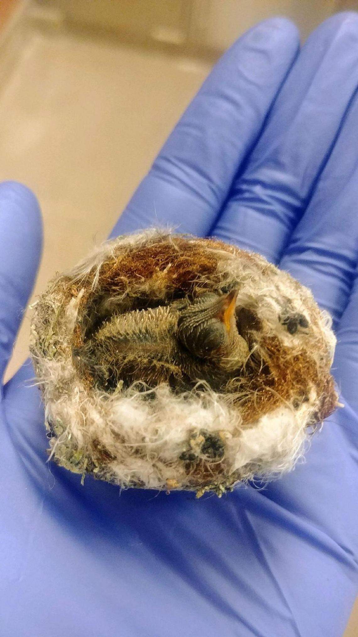 A baby hummingbird sits in a handmade nest at the Society for the Prevention of Cruelty to Animals for Monterey County’s wildlife rehabilitation center in Salinas. The nonprofit organization is caring for two rescued hummingbird nestlings, with more expected soon.