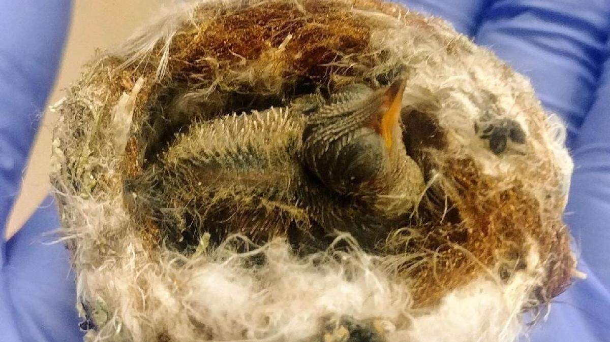 A baby hummingbird sits in a handmade nest at the Society for the Prevention of Cruelty to Animals for Monterey County’s wildlife rehabilitation center in Salinas. The nonprofit organization is caring for two rescued hummingbird nestlings, with more expected soon.