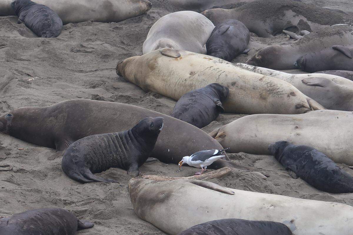 As milk drips from an elephant seal pup’s mouth, a gull is bold enough to try to get some. 