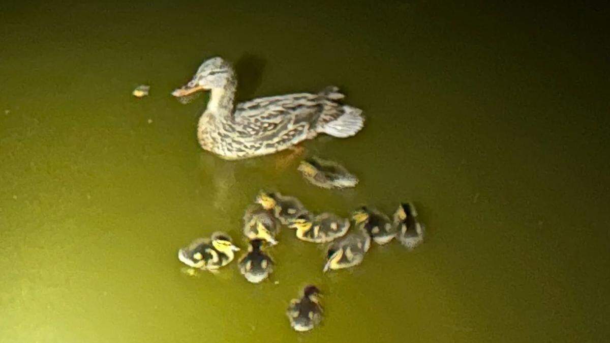 Two Santa Barbara Police Department officers helped this mama duck and her ducklings get back to Alice Keck Park Memorial Garden in Santa Barbara on Tuesday, April 18, 2023. after the family became stranded.