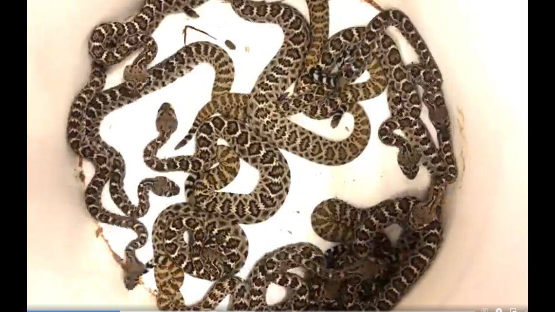 Bryan Hughes, owner of Rattlesnake Solutions, says baby rattlesnakes start showing up everywhere in August and September.