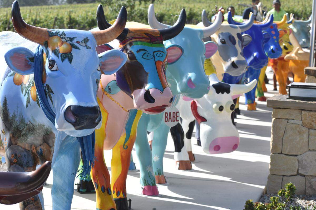 A lineup of cow scultures that were created for CowParade SLO, a countywide public art exhibit, that began in September 2016.