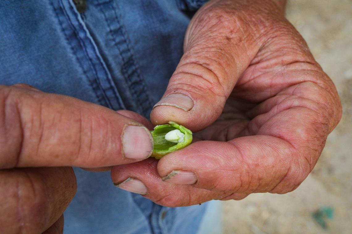 Cuyama Valley farmer Lee Harrington shows the development of a pistachio nut on June 22, 2022. At that time of the season, the shell and hull are green while the nut is white.