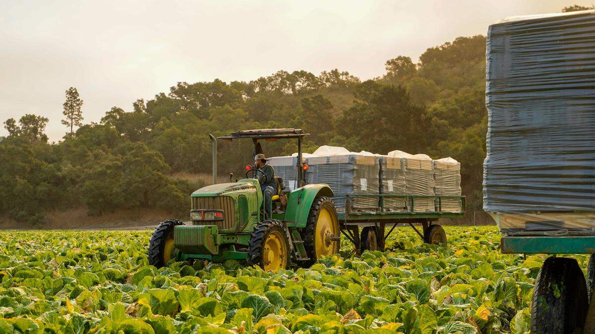 H-2A visa holders who work as temporary agricultural workers pick and box cabbages at a farm owned by Talley Farms on Thursday, Aug. 7, 2025. Temporary agricultural workers can stay in the United States temporarily — around 10 months in the case of Talley Farms employees — on H-2A visas.