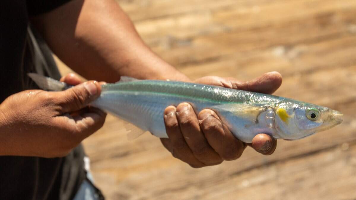 Santa Maria resident Anthony Pinedo shows off a mackerel he caught off the Pismo Beach Pier, hoping to pull in a shark on July 8, 2026.