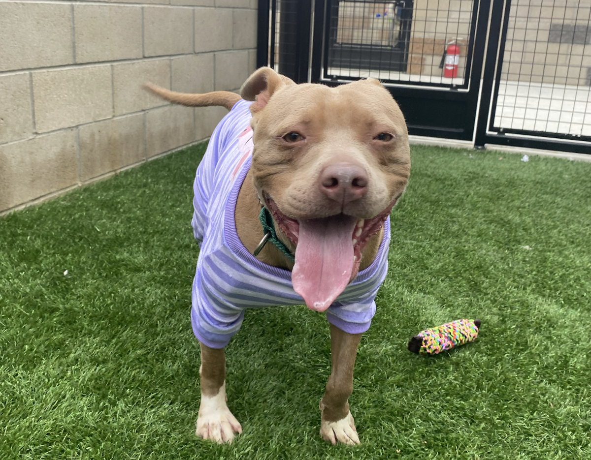 Hercules, a 2-year-old pitbull, is available for adoption at the San Luis Obispo County Animal Services shelter.