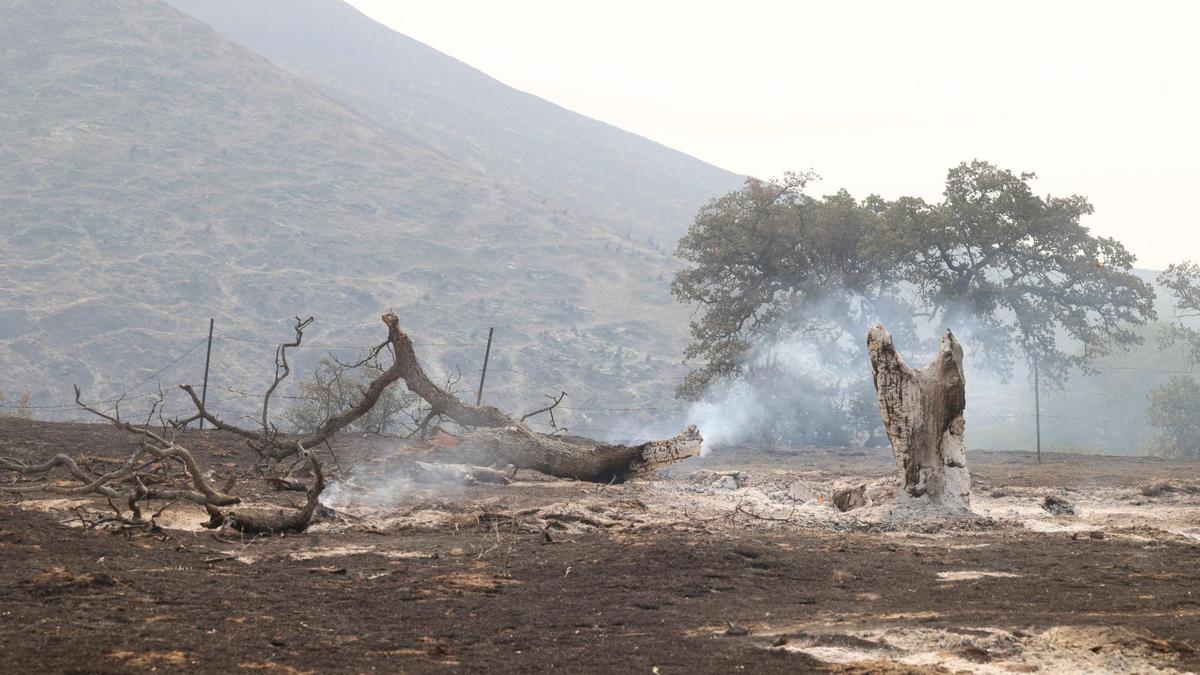 Remains of an oak tree smolder in scorched grassland. The Madre Fire burned on the northern side of Highway 166 and into the mountain areas toward the Carrizo Plain seen here on the second day July 3, 2025.