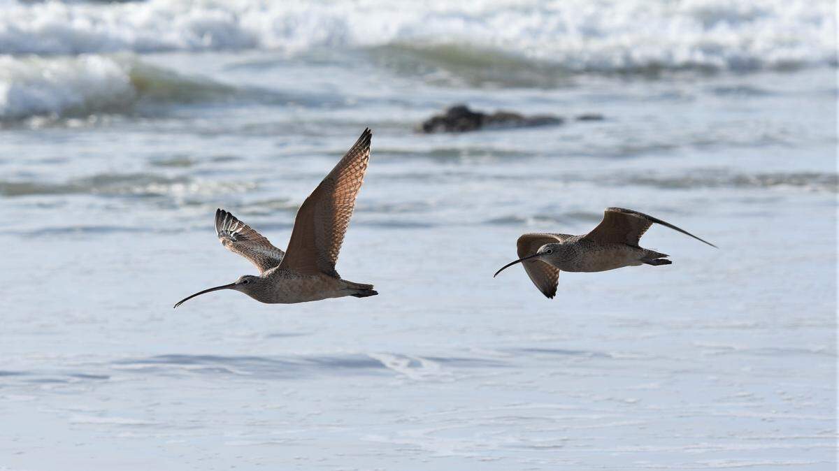 Two long-billed curlews enjoy the warm fall temperatures along the beach.