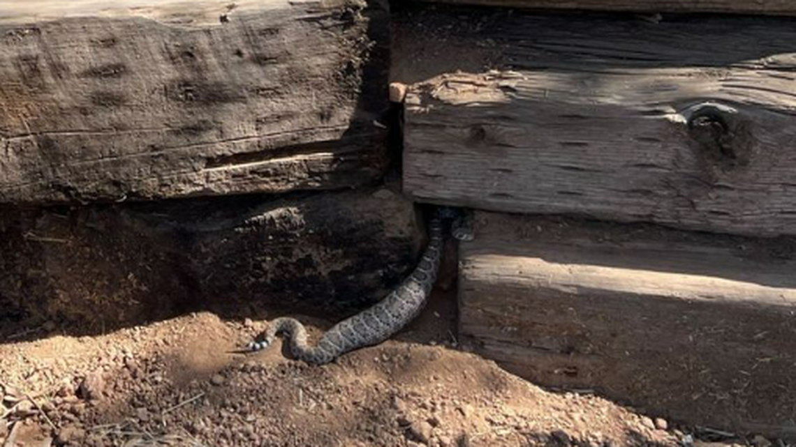 This over-stuffed western diamondback rattlesnake was seen trying to get into her hiding spot in Scottsdale, Arizona, but could no longer fit.