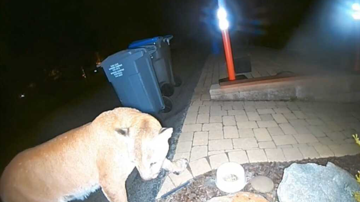 Terry Eselun of Los Osos captured a large mountain lion on her Ring camera early in the morning on Friday, Dec. 1, 2023.