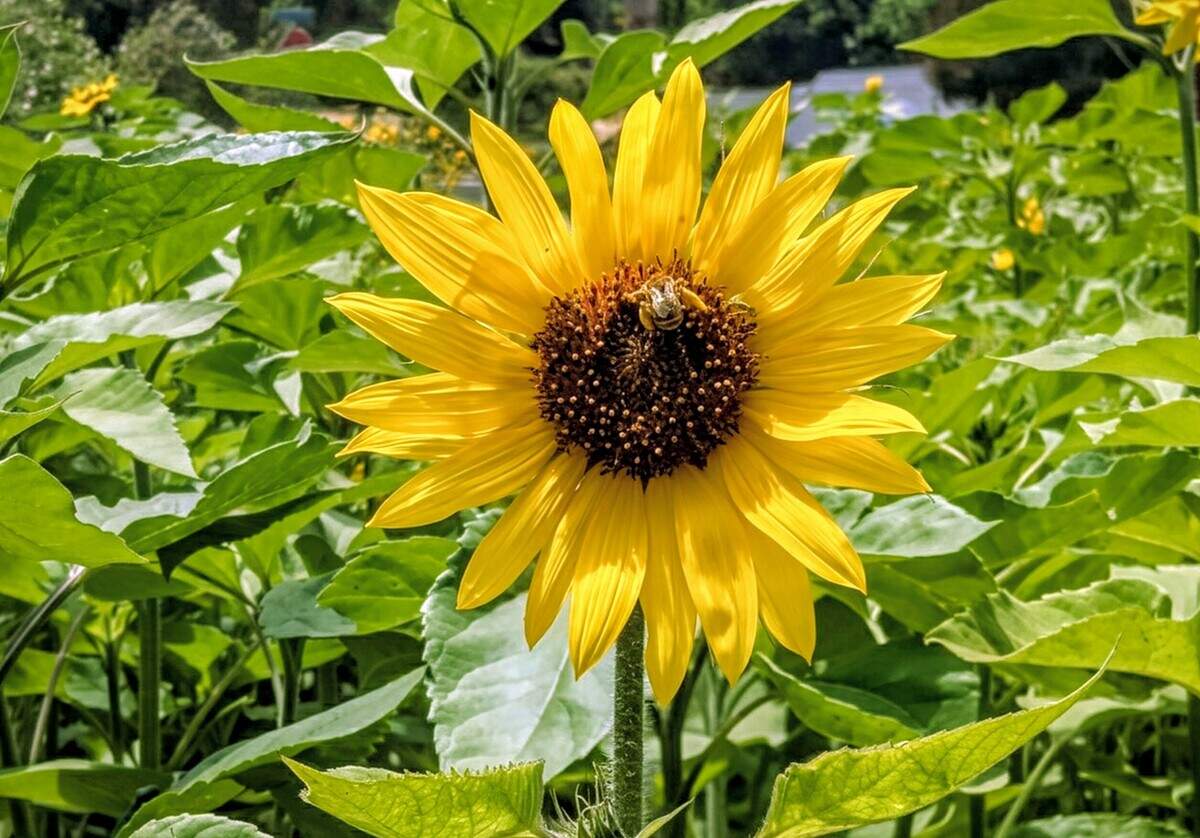 A native bee pauses atop a sunflower with its hind legs already loaded with bright yellow pollen gathered from the blooms. The annual planting in Atascadero attracts native bees and other pollinators throughout the summer.