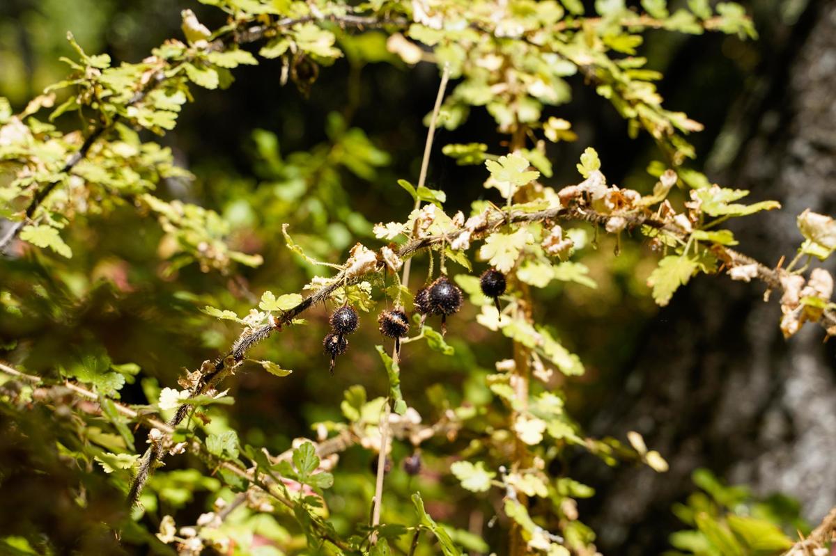 Gooseberry bushes grow wild at Adelaida Springs Ranch, seen here on July 15, 2025.