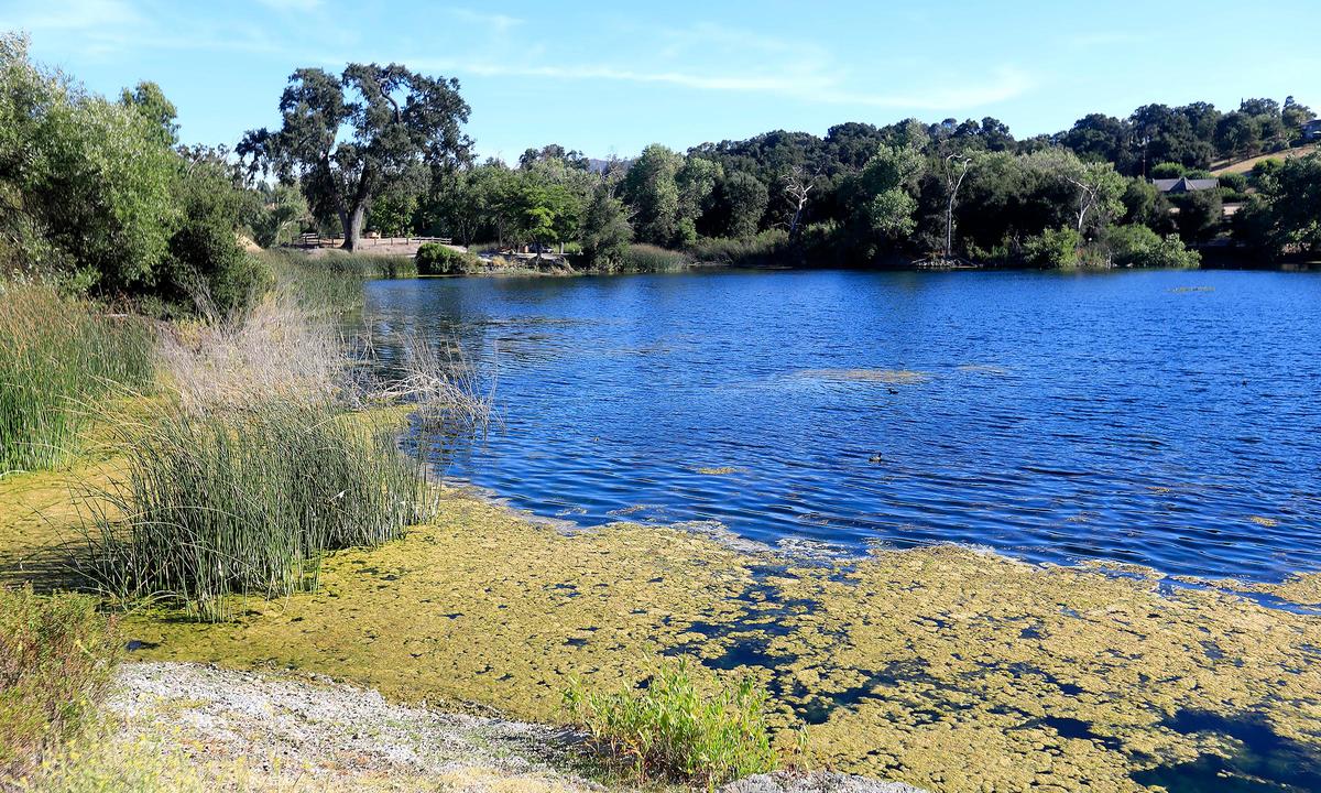 Atascadero Lake has a plant-like spongy floating algae. Photo taken Saturday, August 17, 2019.