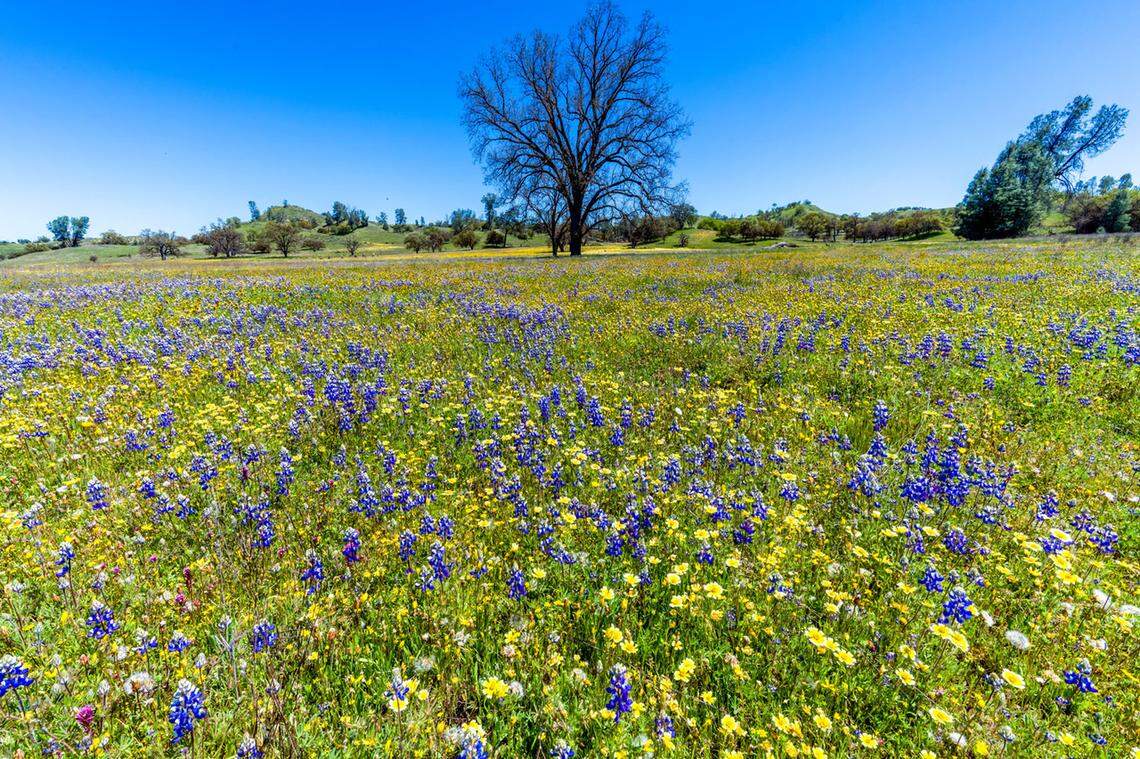 Wildflowers bloom in the fields along Shell Creek Road in April 2020.