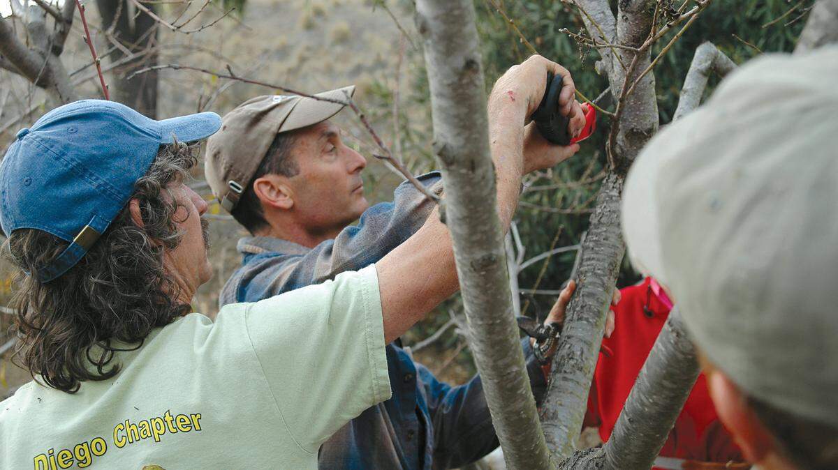 Local artist David Gurney, who comes from a long line of orchardists, practices pruning technique for his 15 fruit trees with Tom Del Hotal. 