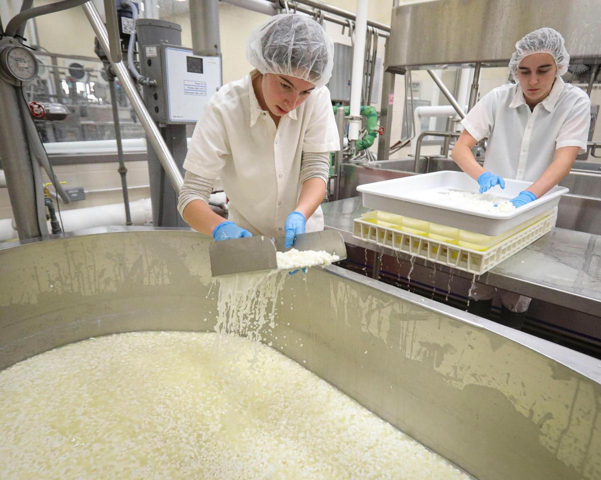 From the left: Marissa Johnston scoops cheese curd and Darby Kroes makes sure molds are full. They are making Triple Peak Brie, Cal Poly Creamery is selling gift boxes cheeses seen here on Nov. 7, 2024.