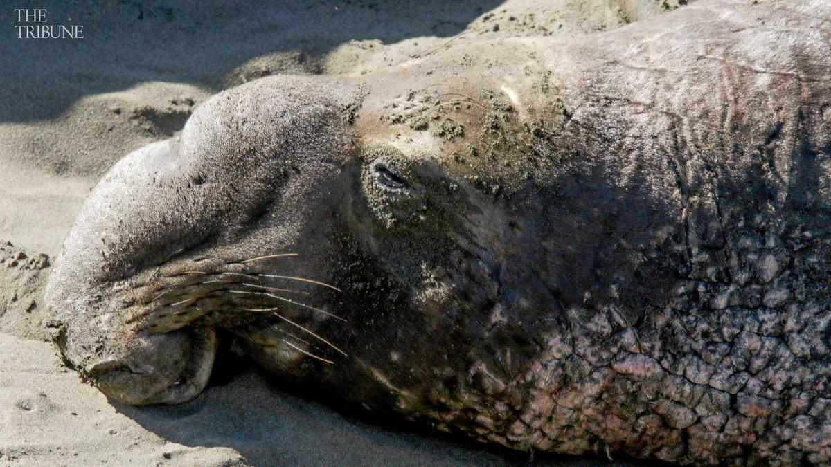 Male elephant seal naps on the beach south of Piedras Blancas Lighthouse in January 2017.
