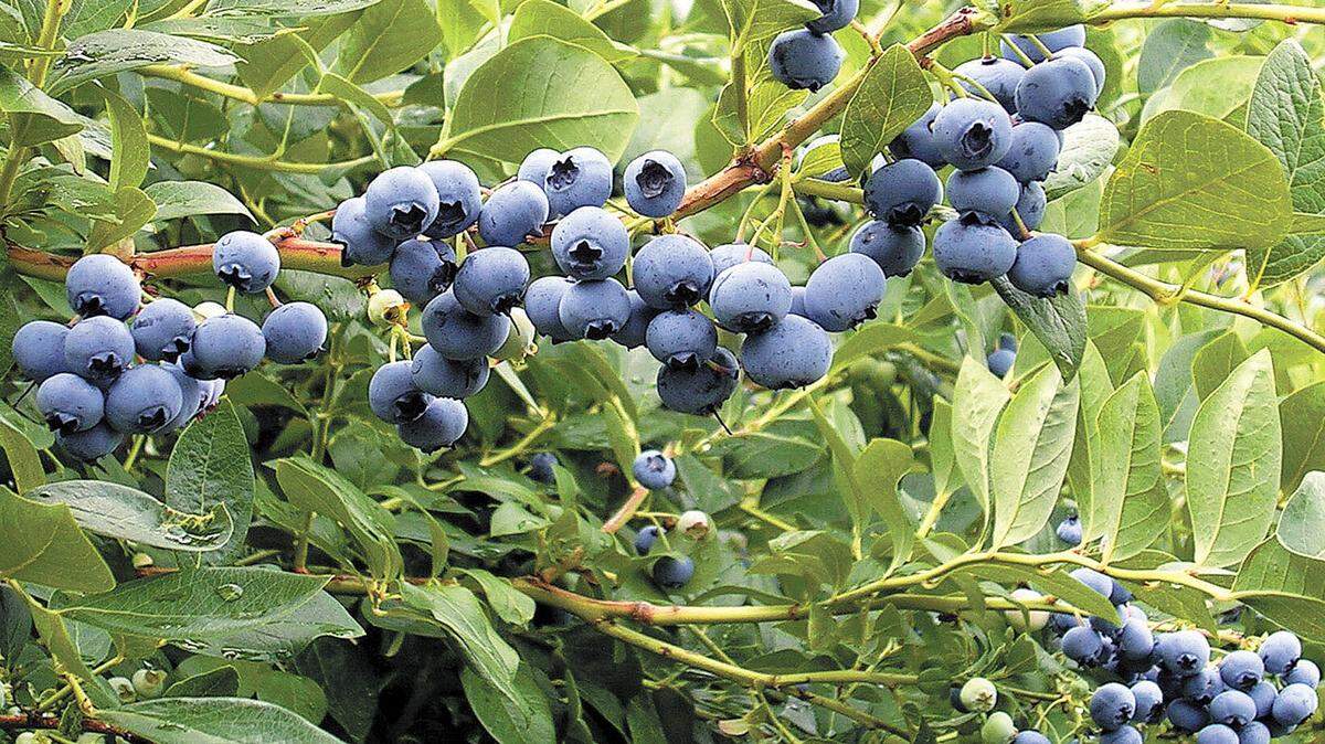 You can pick your own blueberries at a number of Central Coast farms.