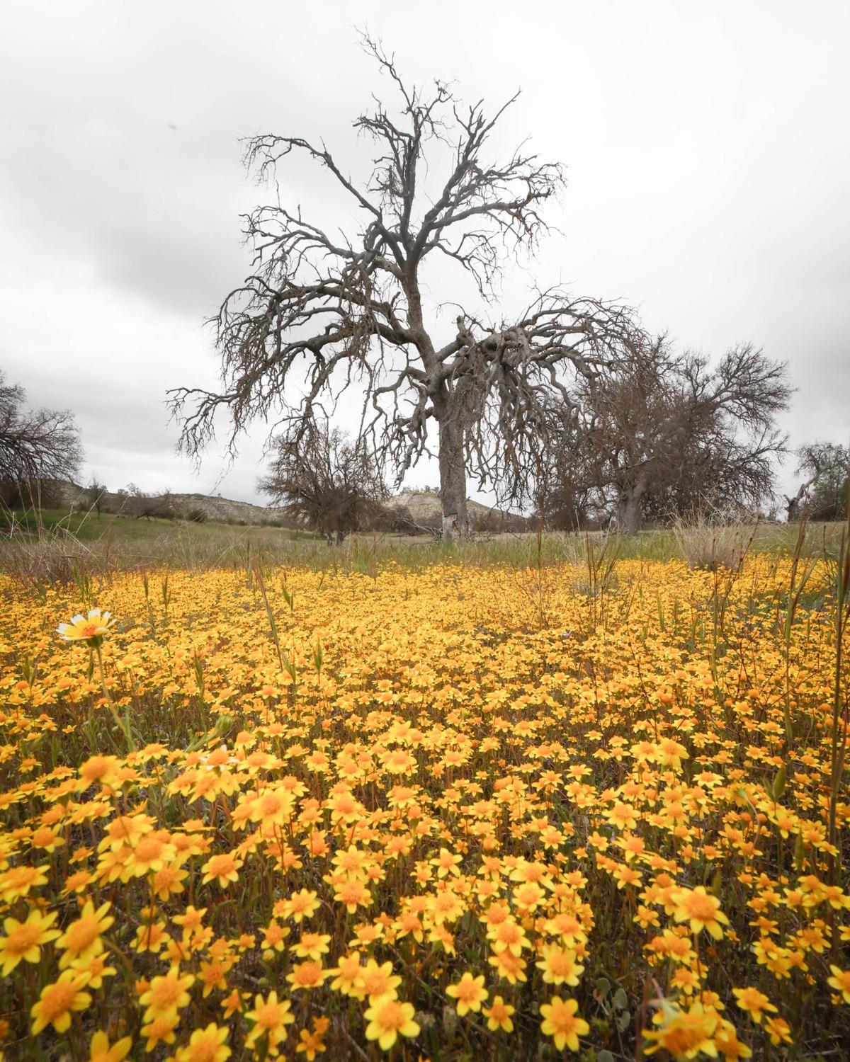 Goldfields formed the majority of flowers in front of this dead oak tree on April 2, 2025. Shell Creek Road blooms were mostly yellow, unlike other multi-color displays of previous years.