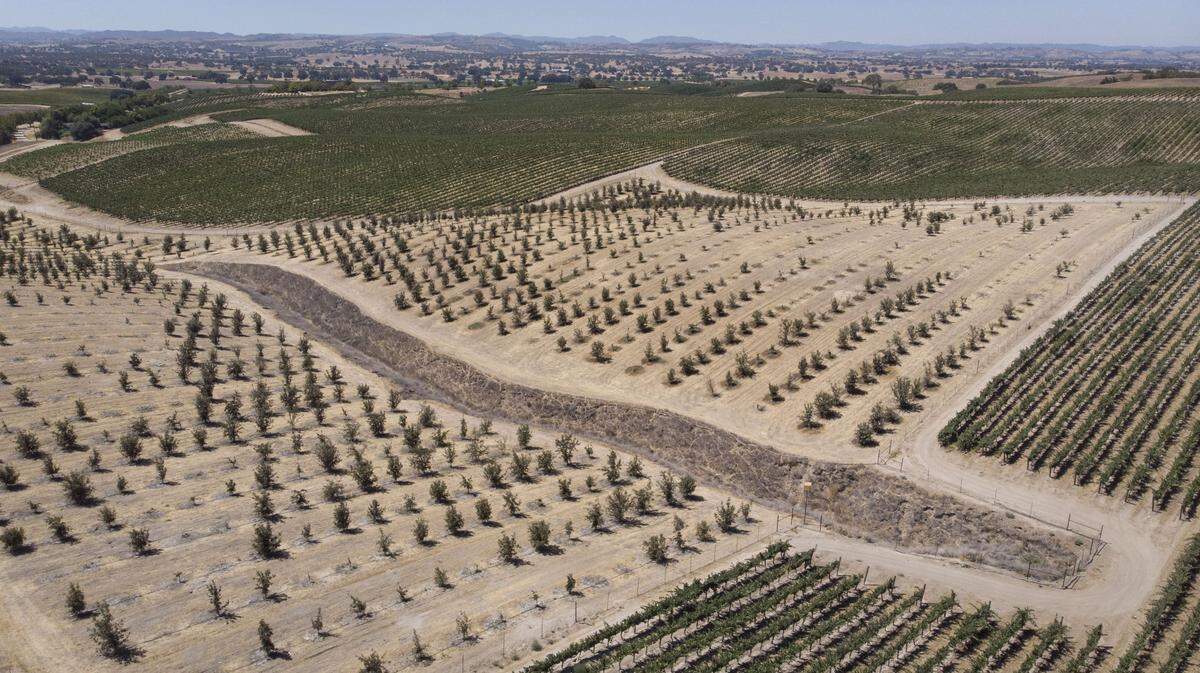 Drone view of Tufera Farms, an oak orchard that produces truffles southeast of Paso Robles on Aug. 27, 2025. It’s a part of Hope Family Wines’ portfolio.