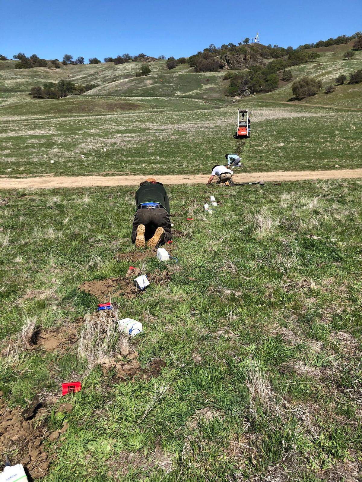 People bending over in a field next to several holes