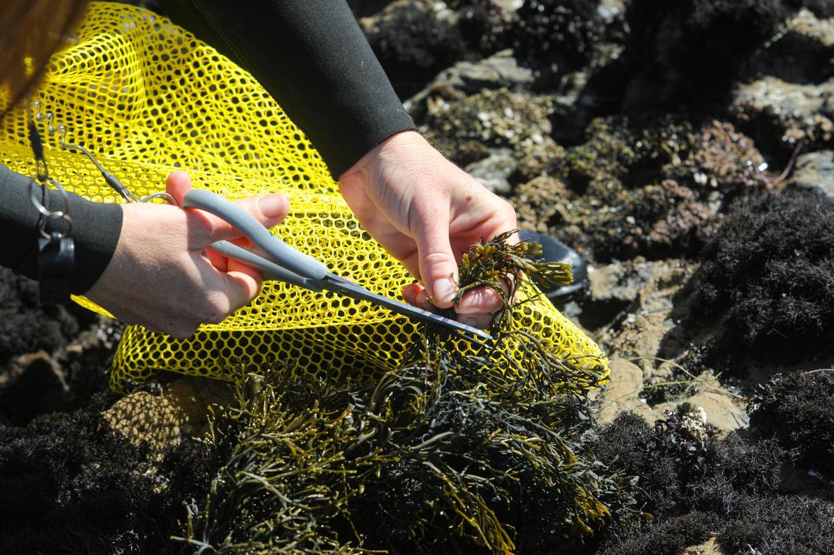 Melissa Hanson co-owner Kelpful harvests seaweed. Taking only sustainable quantities, the plant regrows rapidly.
