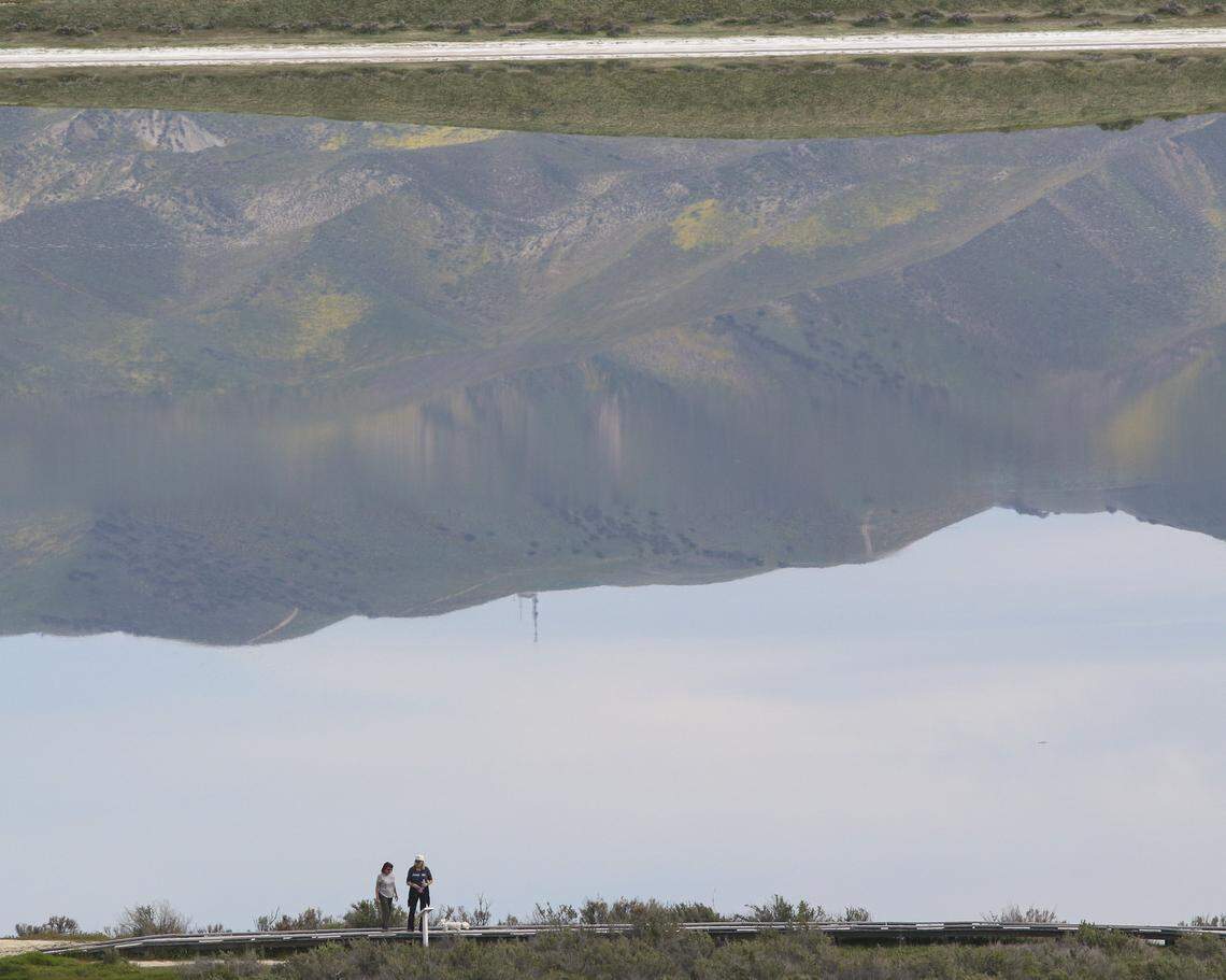 Wildflowers got an early but sporadic start in California Valley after a dry spell followed early winter rains.