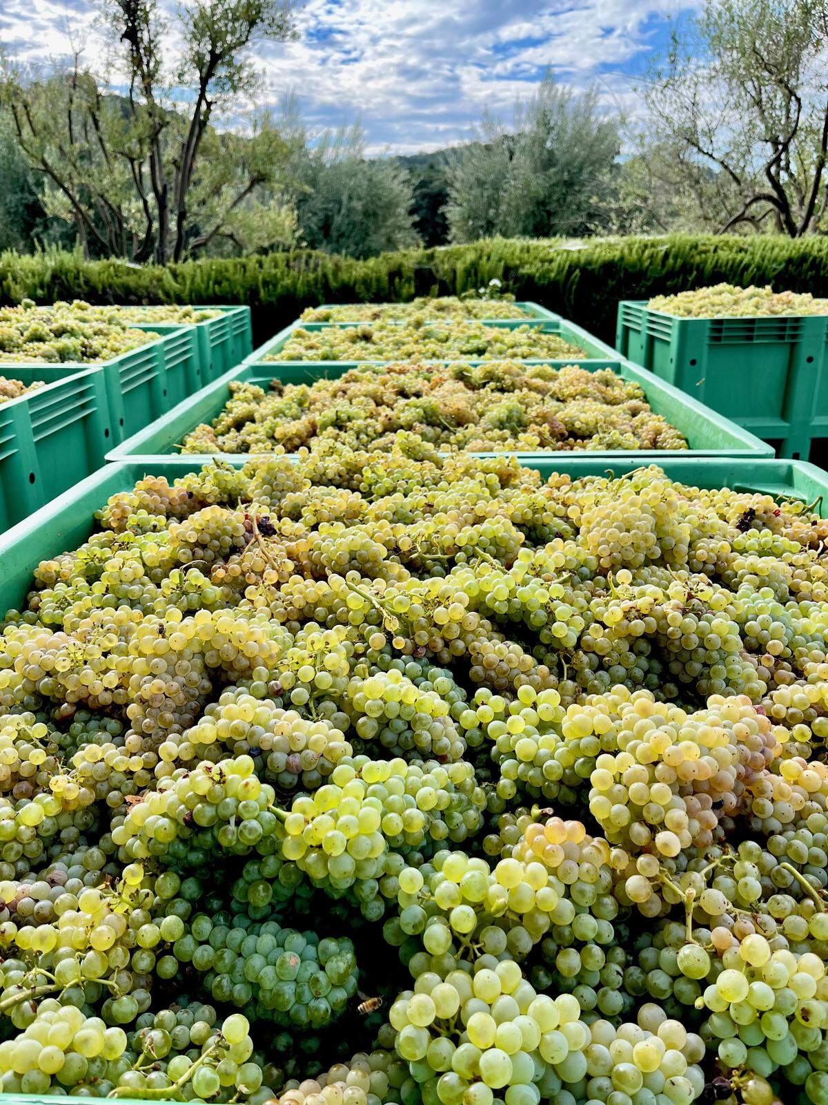 Grenache blanc grapes are harvested from Tablas Creek Vineyard vines in September 2025.