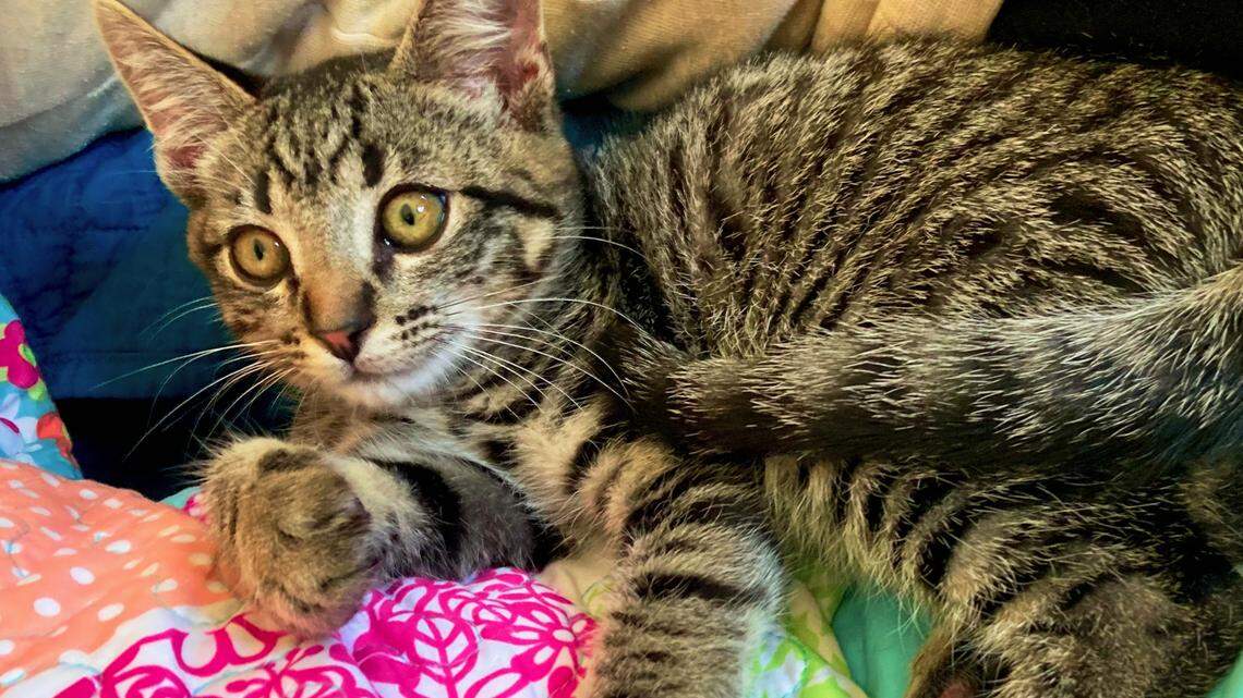 Alastair the tabby kitten used to be a scaredy-cat. He’s ready for a new, nurturing home