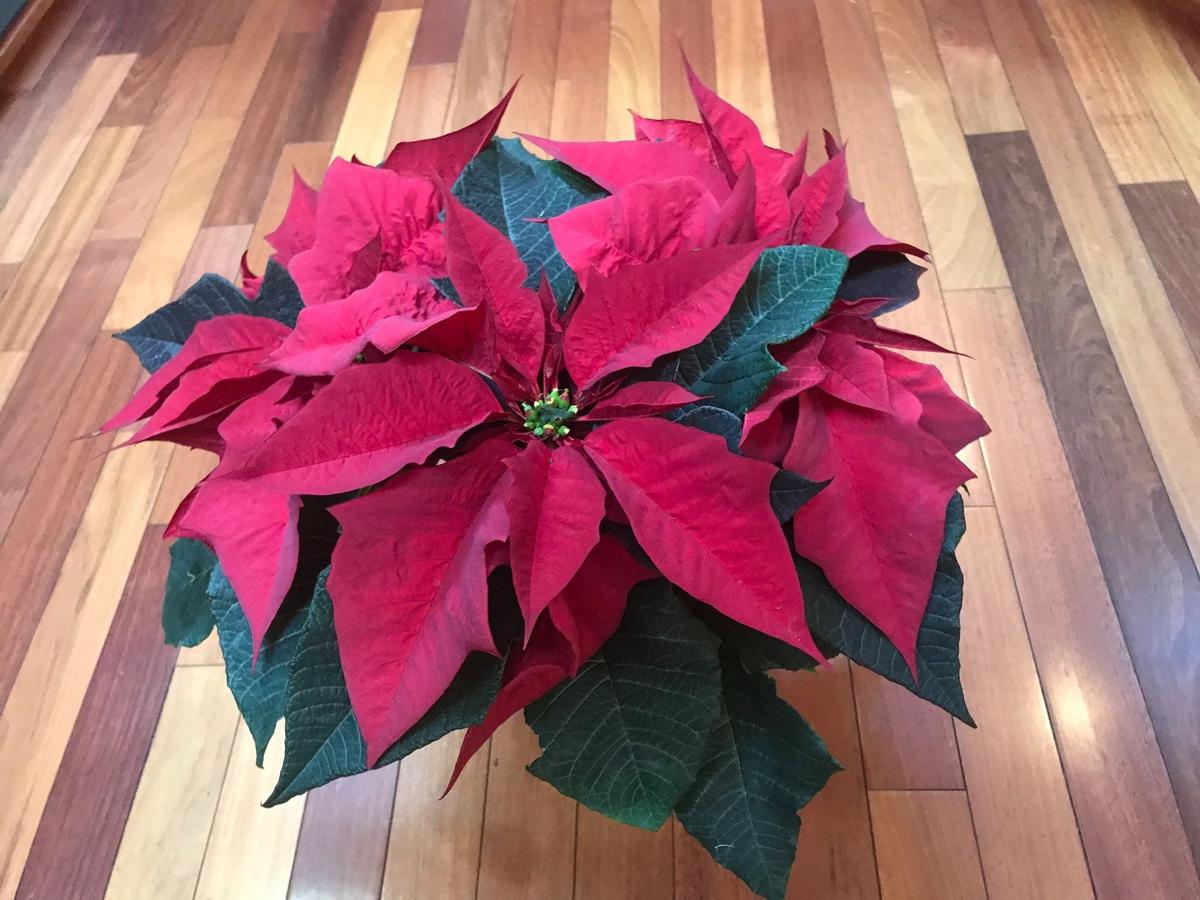 This beautiful, holiday plant, a 2020 gift to self-acknowledged poinsettia killer, columnist Kathe Tanner, astonished the whole family by staying alive for a year and counting.