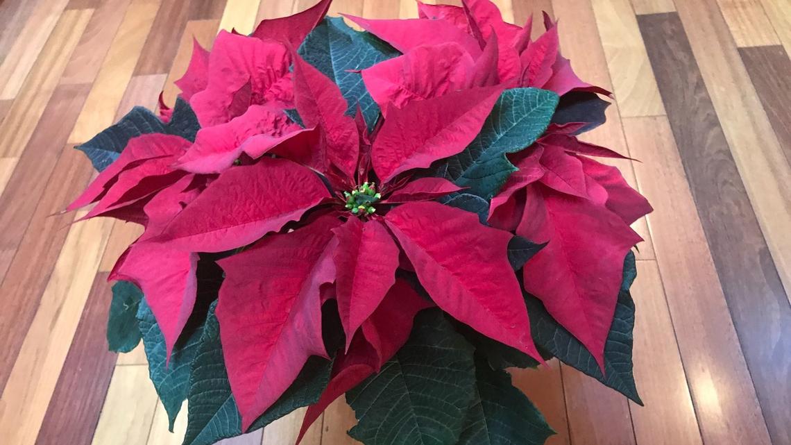 Confessions of a ‘poinsettia killer’: Why is it so hard to keep holiday plants alive?