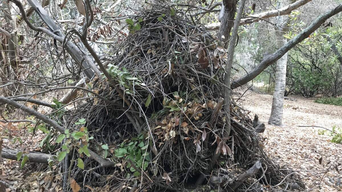 A woodrat’s home near the PG&E Energy Education Center in Avila Valley.