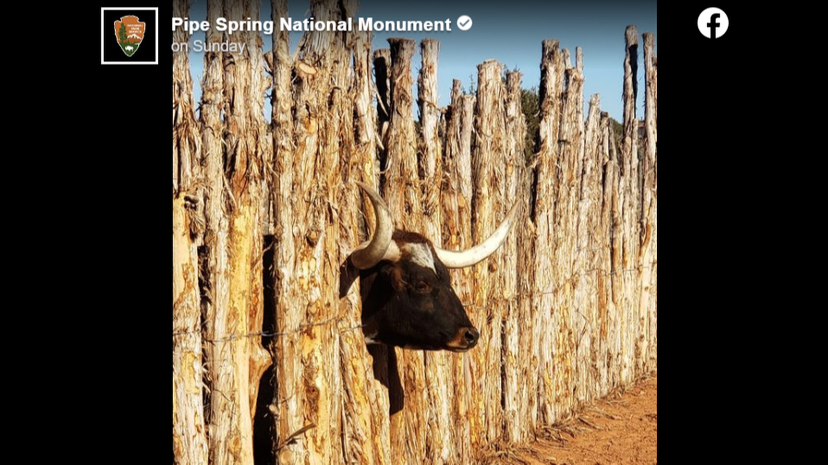 Whitmore was playful and once stuck “his head completely through a wooden corral fence” at the park.