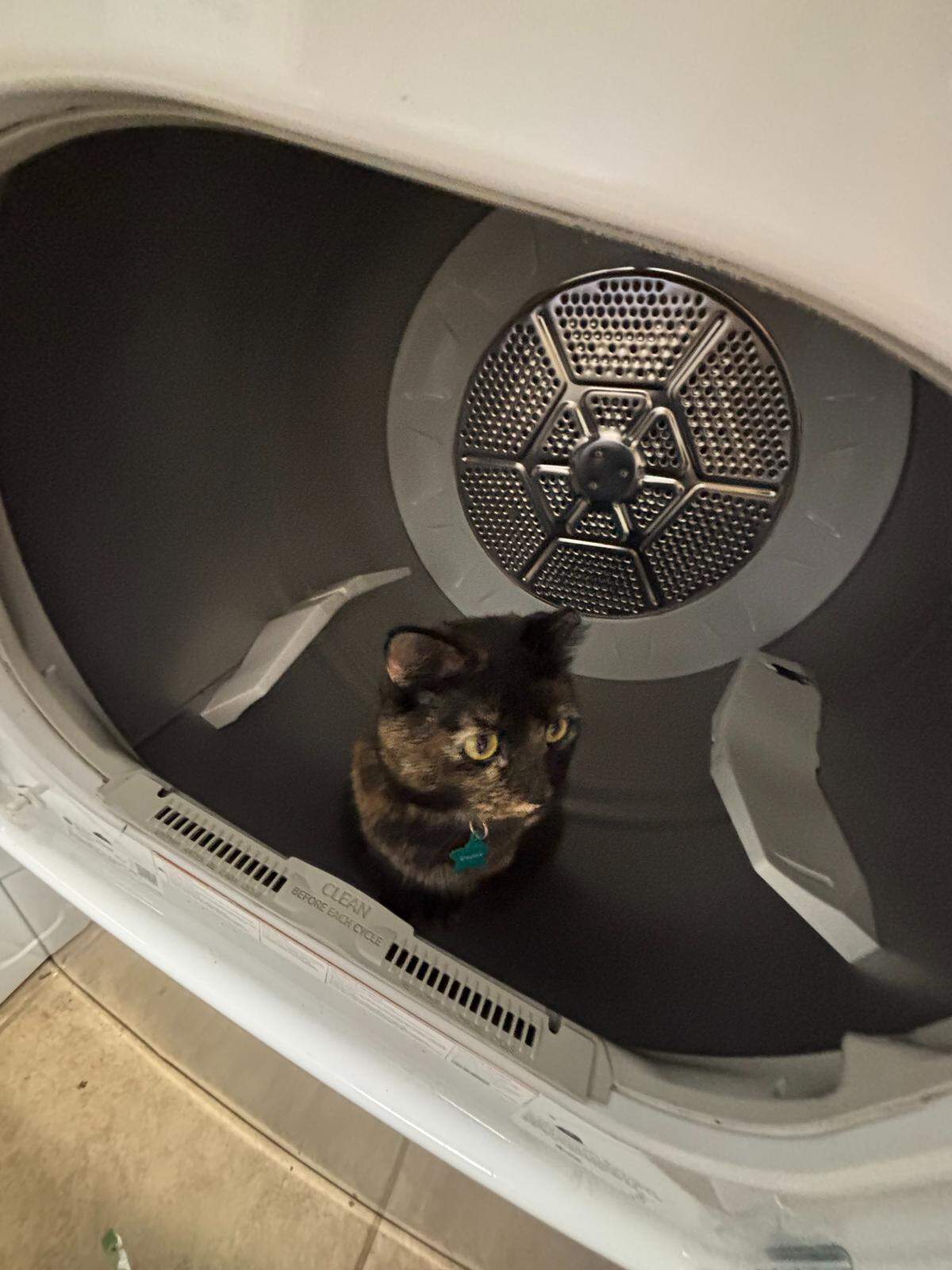 Kittylicious, the winner of The Tribune’s cutest cat contest, sits inside a washing machine.