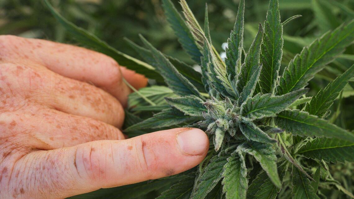Fact Check: Where do Arroyo Grande mayor candidates stand on cannabis?