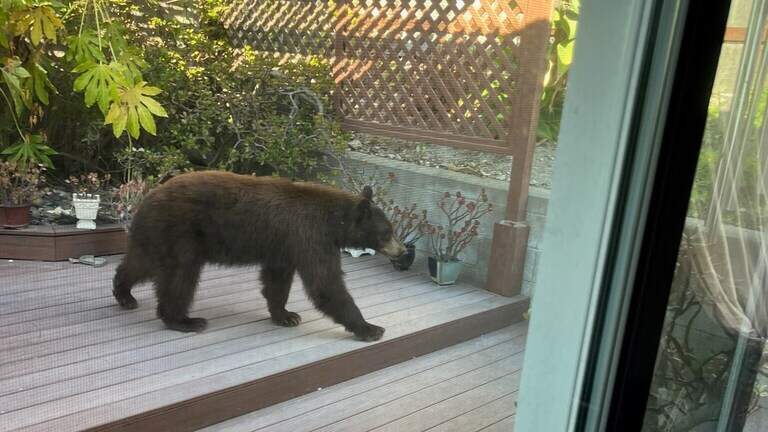 Black bear wandering SLO County neighborhoods trapped and returned to the wild