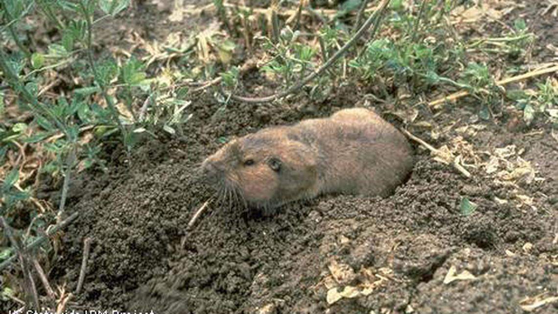 Adult gopher just out of burrow entrance showing coloring.