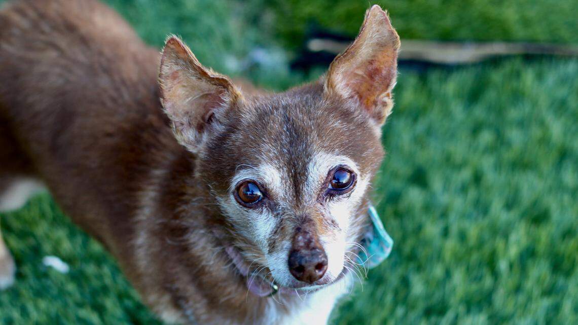 Papa the terrier mix is a ‘sensitive soul’ looking for his soulmate — and a new home