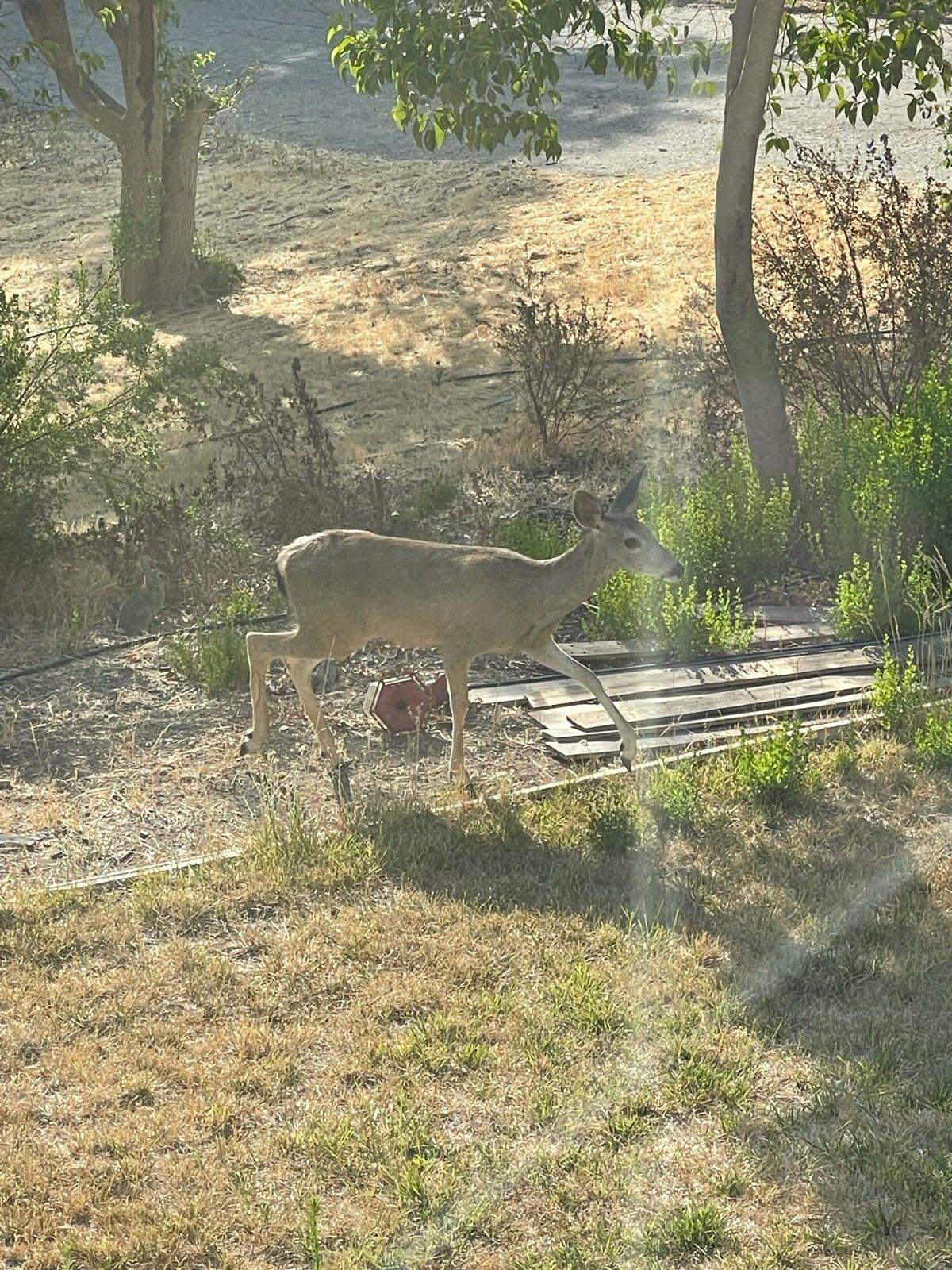 A deer walks through Elizabeth Lobo’s Paso Robles backyard. Four dead deer were discovered in her yard on Oct. 25.