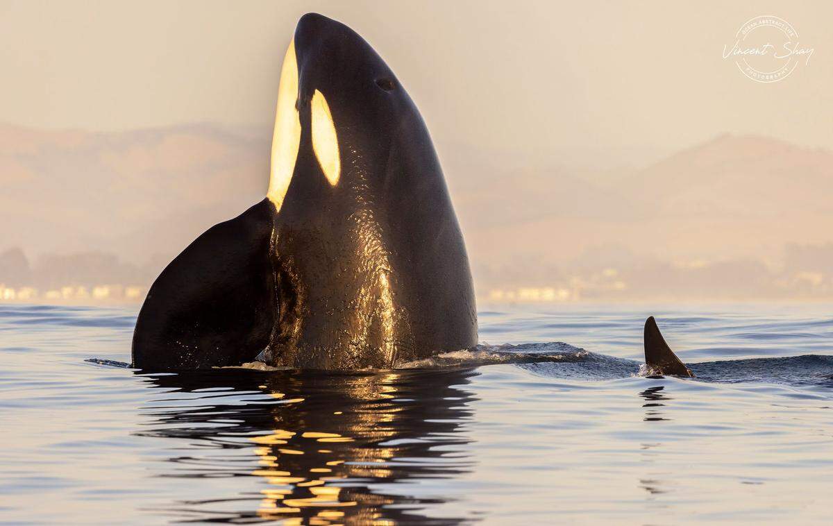 An orca breaks the water several miles from the shore of Pismo Beach.