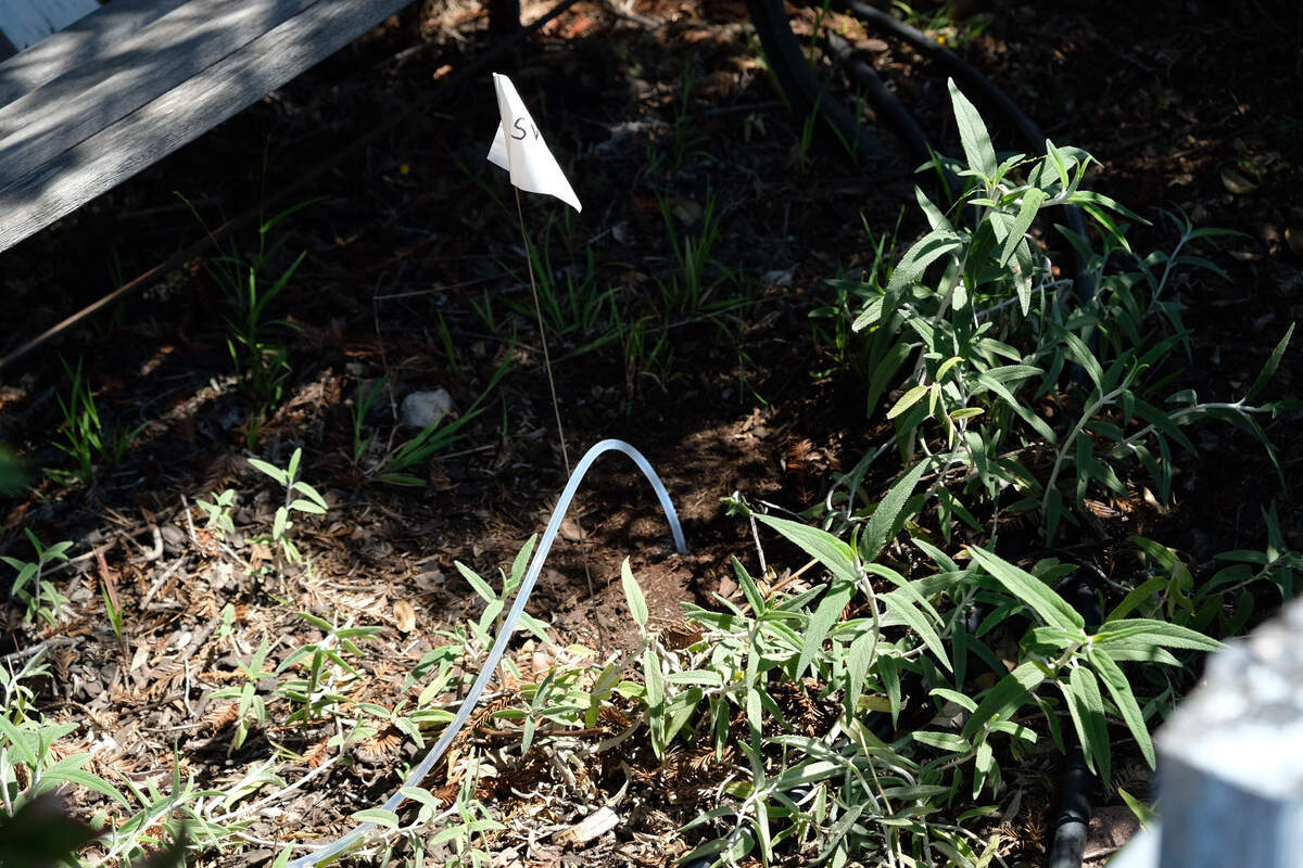 Scientists do testing on the soil in the front yard of the house next door to Susan Flores’ home in Arroyo Grande on Thursday, May 7, 2026, during the second day of a search warrant investigation in the Kristin Smart murder case.